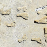 800000-year-old human footprints