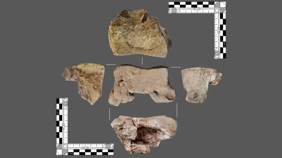 Landmark Discovery in Spain: 2,200-Year-Old Bone May Be From Hannibal’s War Elephant