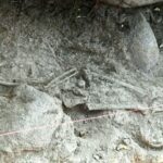 3,000–5,000-Year-Old Human Fossils Found in Karnataka’s Tekkalakota After 60 Years