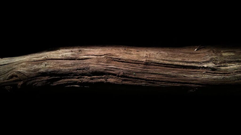 Oldest Wooden Tools Ever Found Rewrite Human History by 40,000 Years